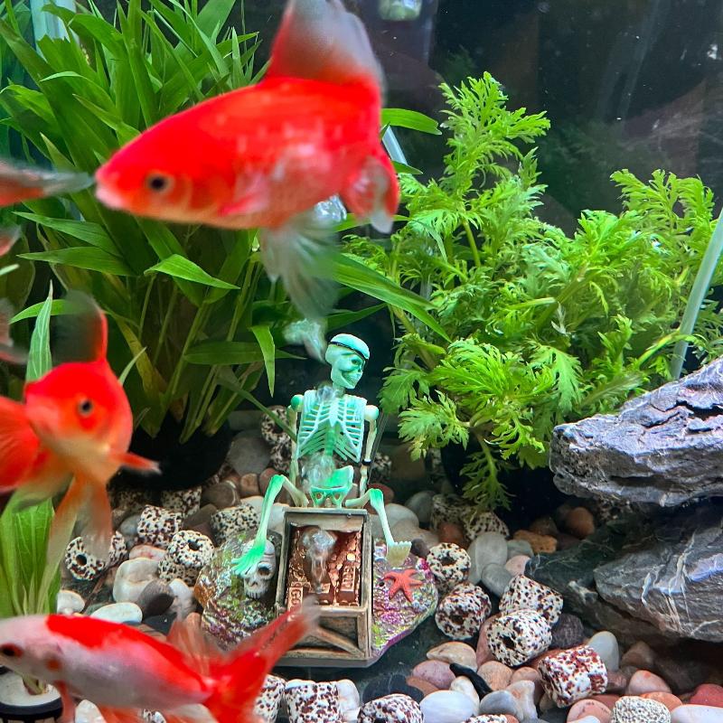 Aquarium Fish Cichlid - Аквариум, аэробный пейзаж, пузырьковый воздушный насос,