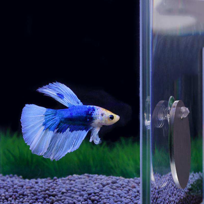 Aquarium Fish Cichlid - Аквариум Бетта Зеркало Аквариум Плавающее Круглое