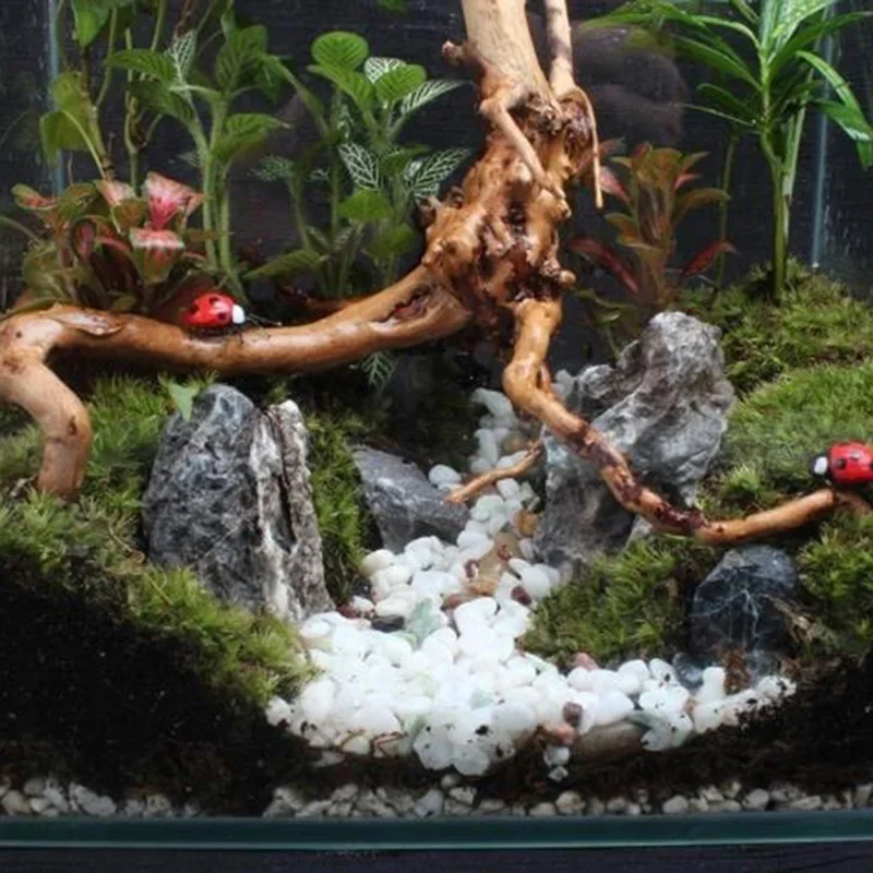 Натуральный ствол дерева Drift – обзор и цена Aquarium Fish Cichlid