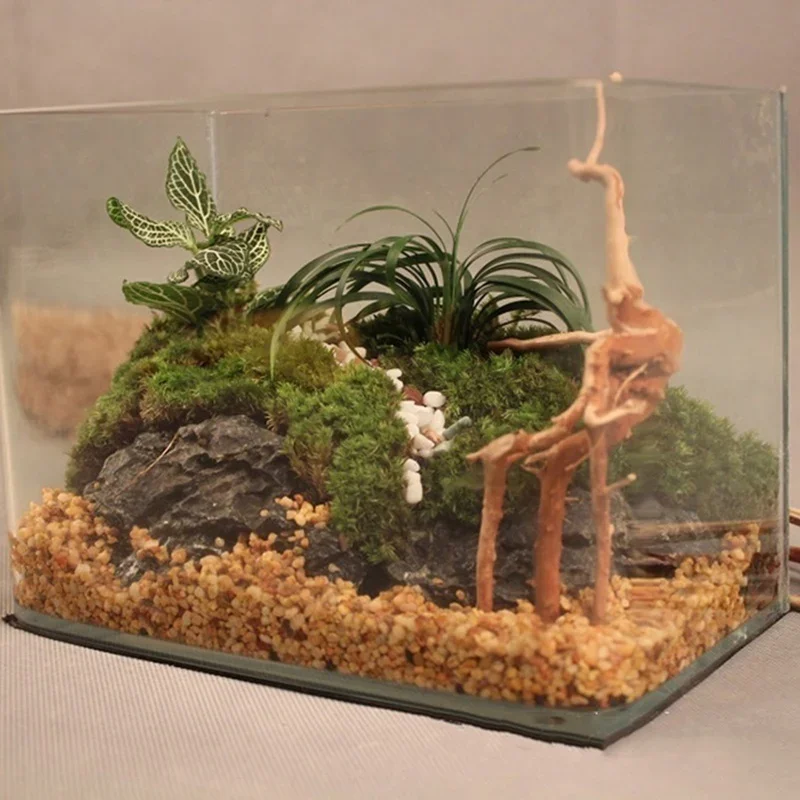 Натуральный ствол дерева Drift – обзор и цена Aquarium Fish Cichlid