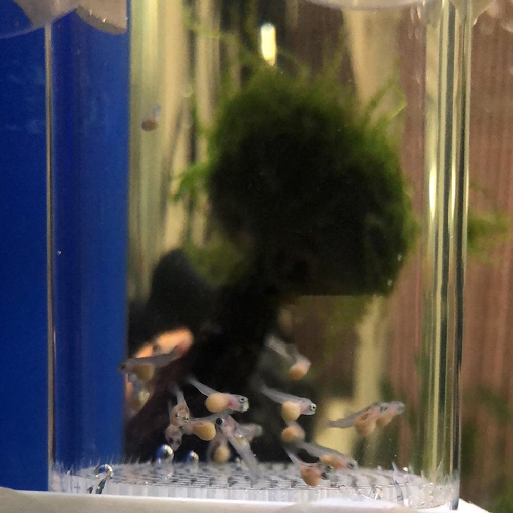 Инкубатор для рыбьих яиц 40 мм – обзор и цена Aquarium Fish Cichlid