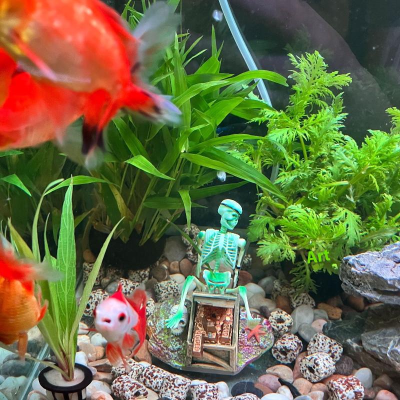 Аквариум, аэробный пейзаж, пуз – обзор и цена Aquarium Fish Cichlid