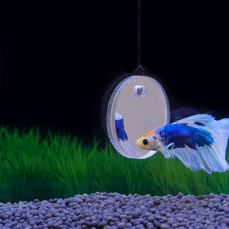 Аквариум Бетта Зеркало Аквариу – обзор и цена Aquarium Fish Cichlid